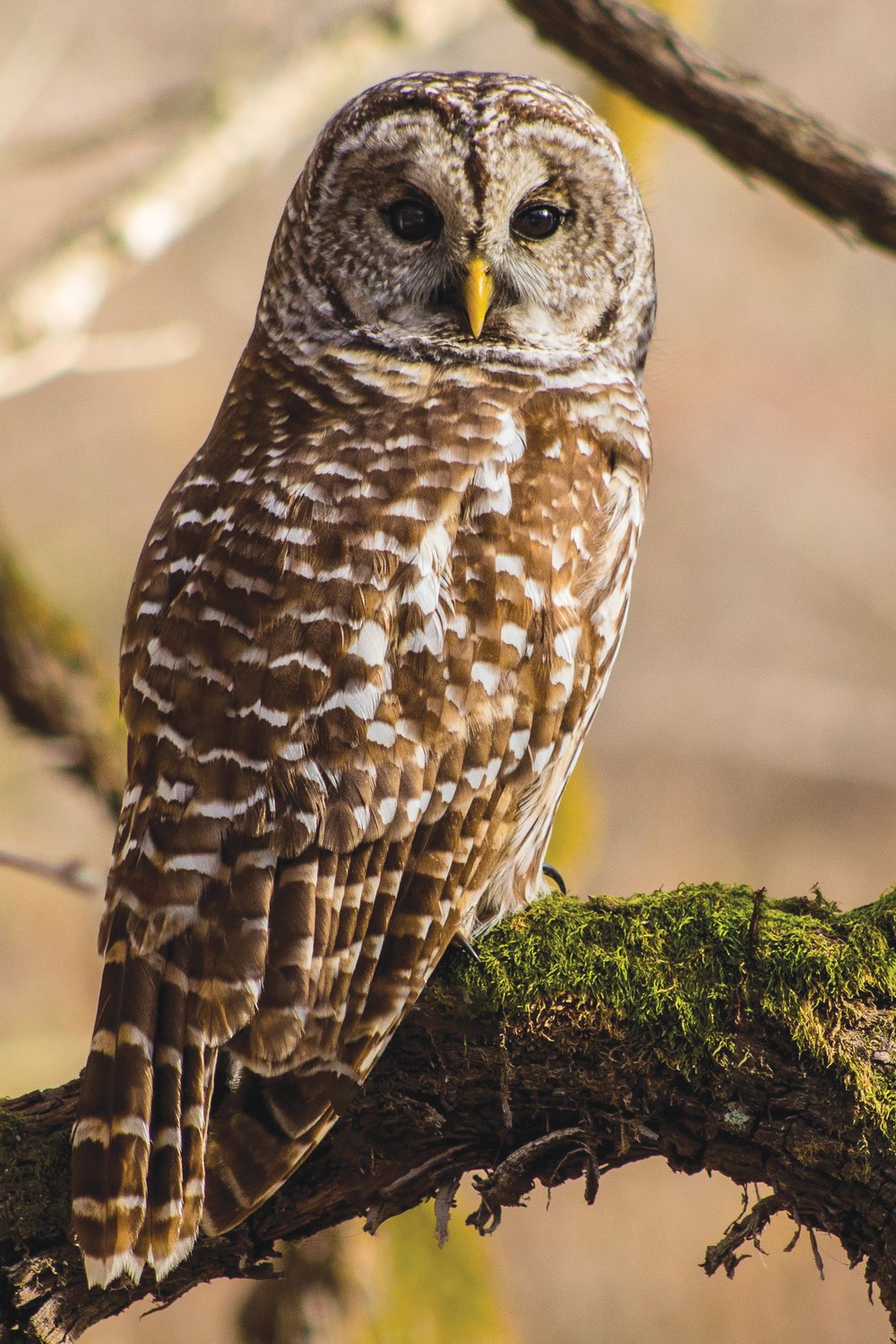 Brooke Harshbarger captured an image of this barred owl.